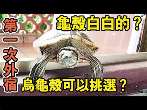 龜殼作用|【烏龜殼風水什麼用處】烏龜的風水作用藉助龜殼擋煞和驅走惡運。